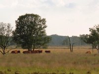 NL, Drenthe, Emmen, Bargerveen 26, Saxifraga-Bart Vastenhouw